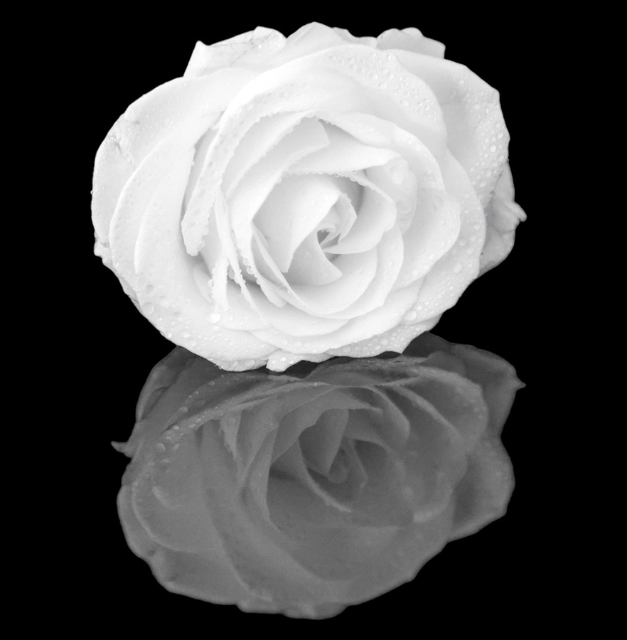 MH White Rose Reflection 